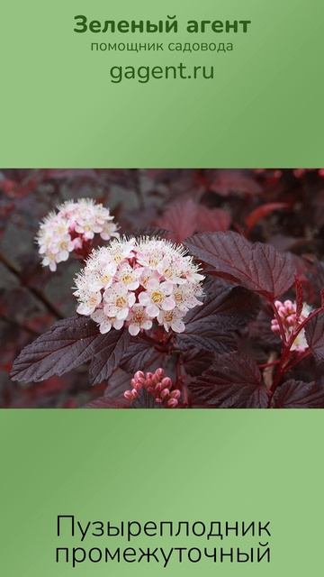 Пузыреплодник промежуточный — Зеленый Агент
