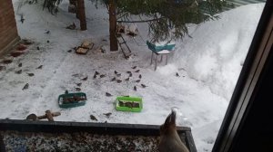 субботний вольный зоопарк