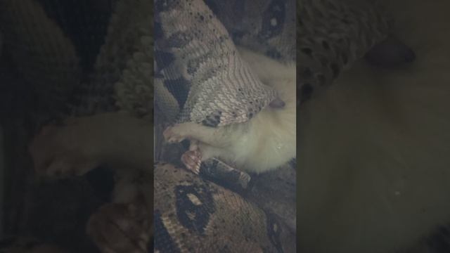 Кормление удава Ноники. Лёгких путей мы не ищем! смотреть онлайн