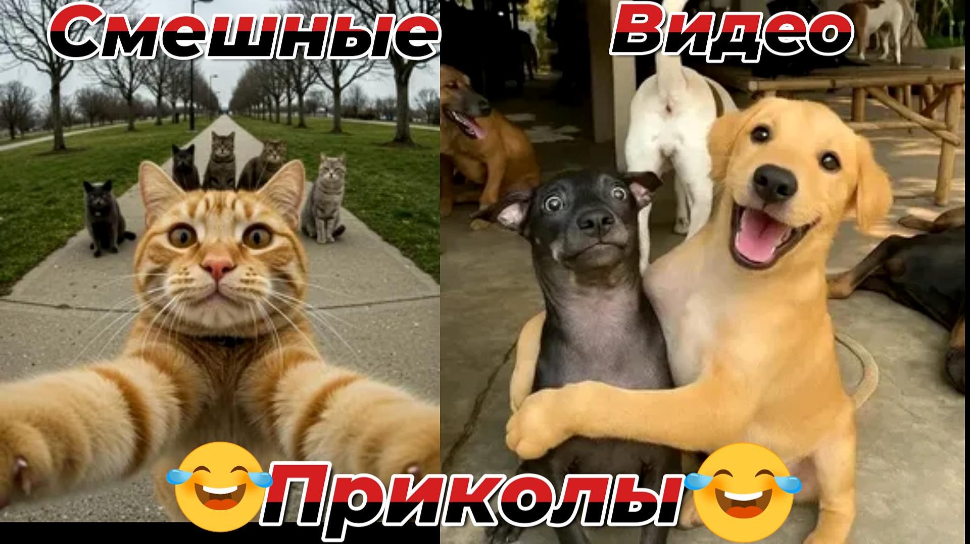 Смешные видео приколы|Коты и собаки|Юмор и Приколы смотреть онлайн