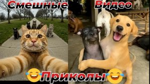 Смешные видео приколы|Коты и собаки|Юмор и Приколы