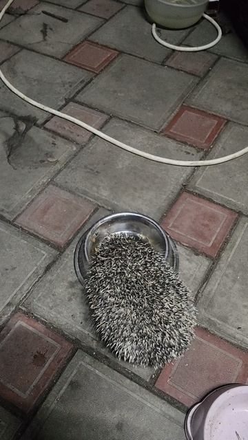 Толстенький, красивенький и колюченький.