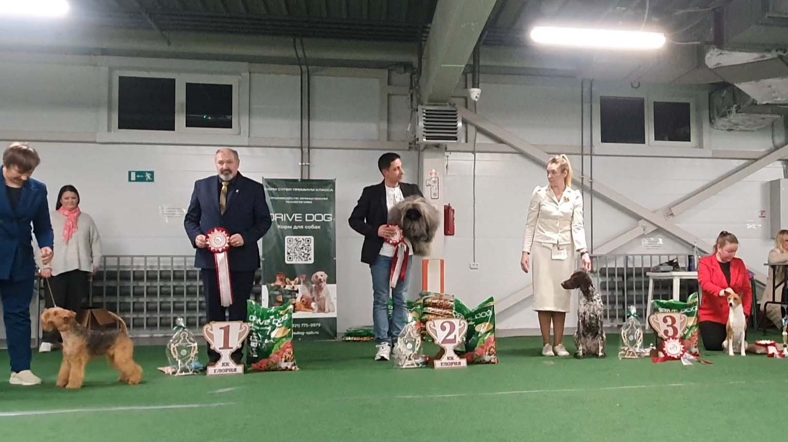 27.12.2025, СПб. Клуб "Глория-2" (РКФ, РФОС). Выставка собак всех пород "СТАТУС РИНГ" (САС, ЧФ) смотреть онлайн