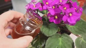 Уход за домашними растениями в холодное время года от а до я за 3 минуты. Полная инструкция.