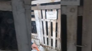 " Мечтатель" Прогулка с животными