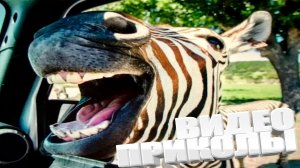 ВИДЕОПРИКОЛЫ \ КРУТЫЕ ПРИКОЛЫ 2025 \ НОВЫЕ ПРИКОЛЫ \ СМЕШНЫЕ ПРИКОЛЫ 2025 ЮМОР