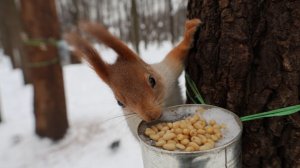 Голодные белки. Зарисовка