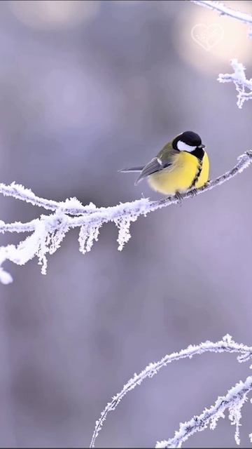 Зимние птицы в заснеженной стране чудес ❄️✨🎥