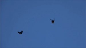 Голуби серпастые 10. 01. 2026