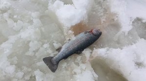 VID_20260110_124728_962