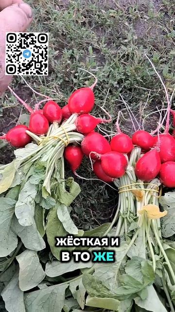 Редис Диего. Как вырастить