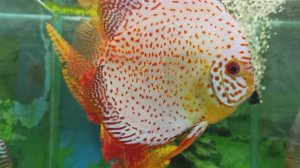 ЭТО ЧТО ЗА КРАСОТА !!! ДИСКУС