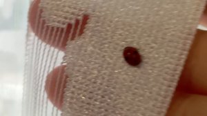 БОЖЬЯ КОРОВКА🐞/10 января