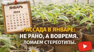 Рассада в Январе: Не Рано, а Вовремя. Ломаем Стереотипы