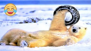 САМАЯ СМЕШНАЯ ПОДБОРКА ПРИКОЛОВ  Я РЖАЛ ДО СЛЕЗ  НОВЫЕ ПРИКОЛЫ ЗА ЯНВАРЬ  СМЕШНЫЕ ЖИВОТНЫЕ