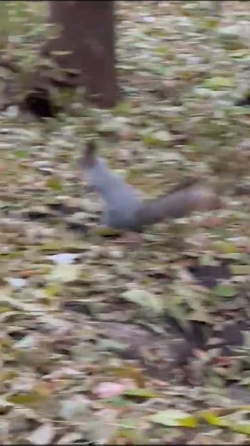 Египет. детёныш  Ската.