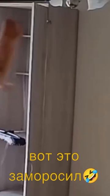 #кот #разнос #смех