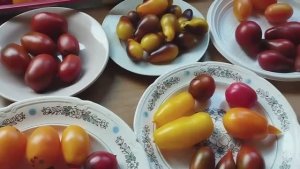 Томаты Черри, томаты Коктельного типа.  т. 89229284031