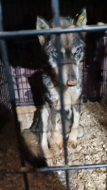 Уфа, Башкирия
Попал в отлов вот такой красотун😭
Пожалуйста, сделайте репост🙏
Другие регионы