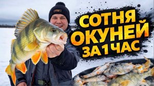 Зимняя рыбалка на реке | Ловля крупного окуня со льда