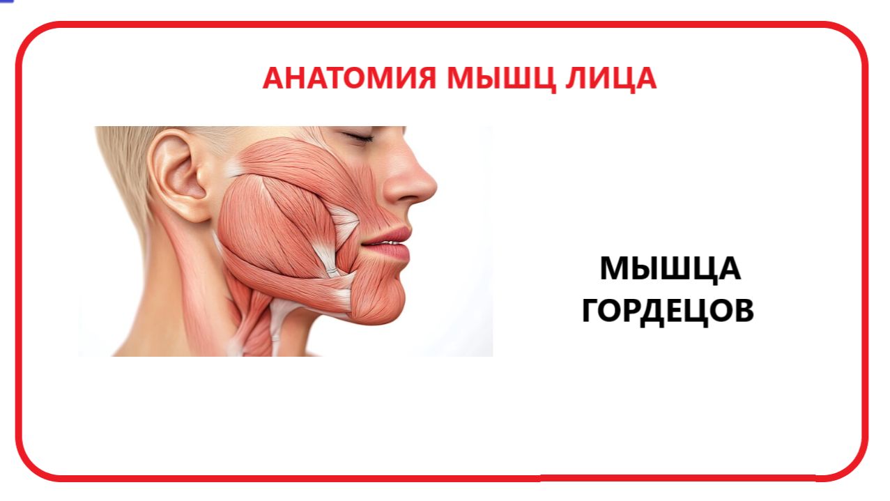 Мышца гордецов смотреть онлайн