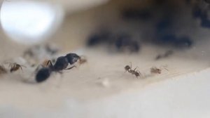 Муравьи Pheidole yeensis. Обзор. Содержание. Кормление.