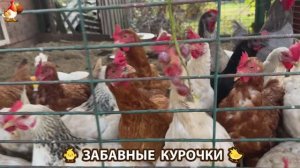 Забавные курочки несушки на сельском подворье 🤗😂😜 (76)