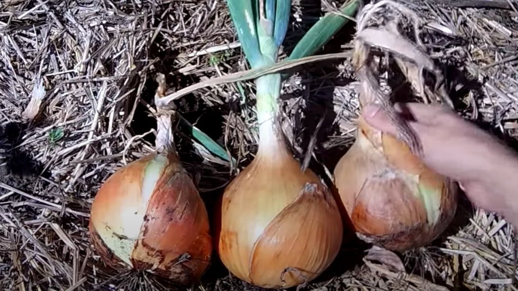 ЛУК Эксибишен - ГИГАНТ на вашей грядке. Сажаем ГИГАНТСКИЙ ЛУК сами - пошаговая инструкция смотреть онлайн