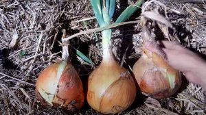 ЛУК Эксибишен - ГИГАНТ на вашей грядке. Сажаем ГИГАНТСКИЙ ЛУК сами - пошаговая инструкция