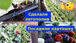 VLOG 07.06.2025г. Проверяю в действии капельный полив. Посадили картошку.#садиогород #капельныйполив