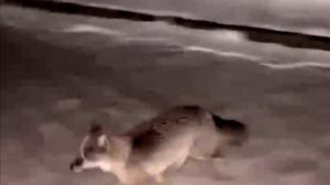 Бродит лис на Привокзалке в Омске