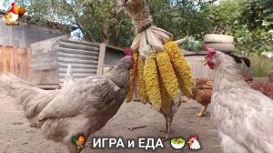 Кормление кур овощами и фруктами для зарядки и от скуки 🥗🐓🤗  (37)