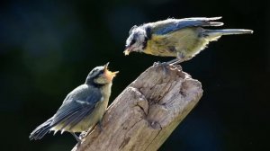 Обсуждение темы №2 "Покаяние и единство. Борьба с Богом" - ч.1