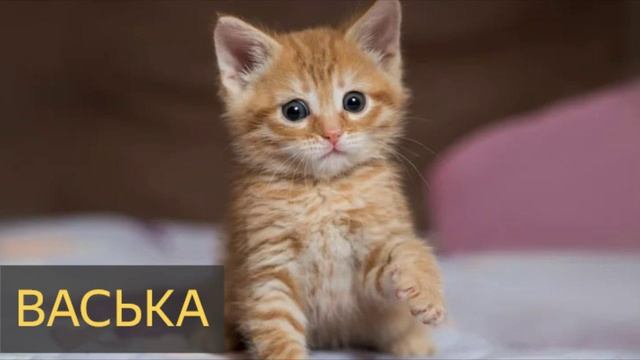 Васька (Мистическая история, кот, домашние животные, домовой)