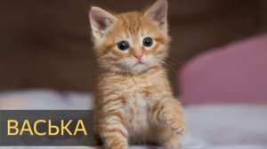 Васька (Мистическая история, кот, домашние животные, домовой)