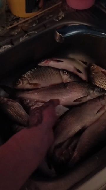 Челябинск ловит