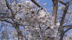 Жизнь в Нагасаки (Япония) - Цветение вишни Рутина обычной жизни в старинном доме на холмах 6.04.2024