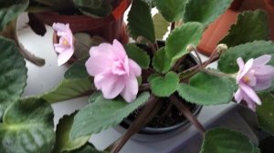 Мои фиалки в январе.