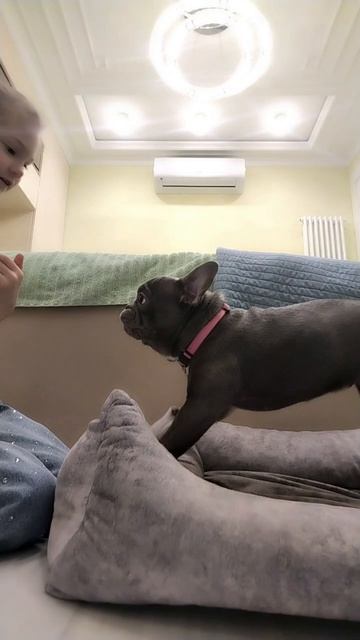 Когда случайно коснулась собаки когда она спала смотреть онлайн