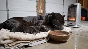 Он приютил замёрзшую чёрную пантеру и её детёнышей.