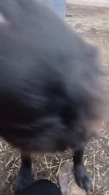 Бэлла из Оренбургской области ищет семью. Спасена из смертельного отлова, где на 10-ый день убивают