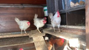 Сегодня я убираю снег. Накормила курей. Собрала яйцо.