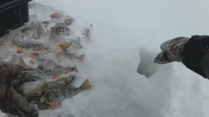 Первая рыбалка 2026 года ловим окуня.