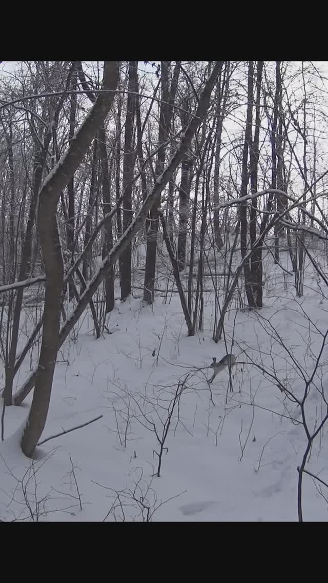 ОХОТА НА ЗАЙЦА смотреть онлайн