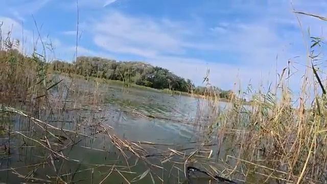 СДЕЛАЛ ПОМОСТ И ТАСКАЮ С НЕГО САЗАНОВ В ДИКОМ ПРУДУ! Рыбалка на поплавок.