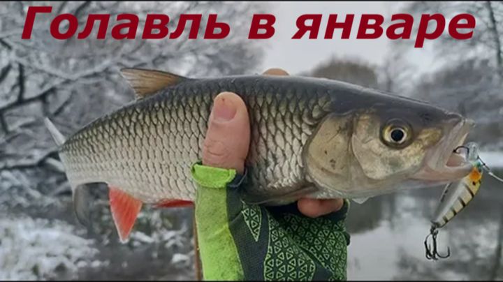 КАК ЛОВИТЬ ГОЛАВЛЯ в ЯНВАРЕ? НАЖИВКИ и СНАСТИ для ЛОВЛИ ГОЛАВЛЯ. МЕСТА ДЛЯ РЫБАЛКИ ЗИМОЙ смотреть онлайн