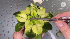 Про пасынки на фиалке. Как удалить и укоренить