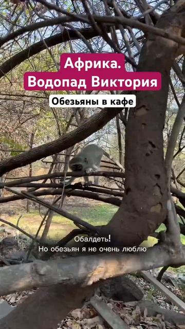 7 стран Африки за 3 недели на арендованном авто Renault Kwid🤪 БЕЗ ГИДА! Подробнее в профиле 🙌🏻 смотреть онлайн