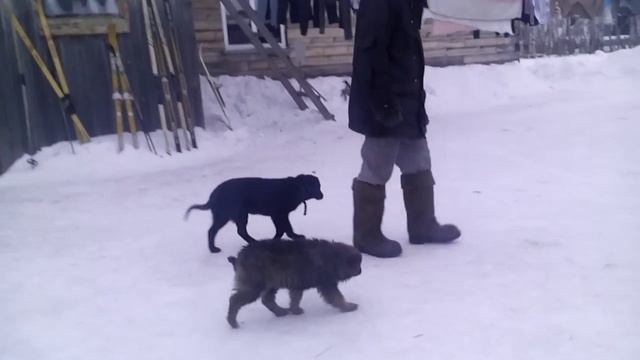 Собаки. Часть 5