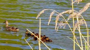 СП "Вязание это серьёзно 2. ВЭС -2" Кругосветка. Остановка 1. Родной город☺️